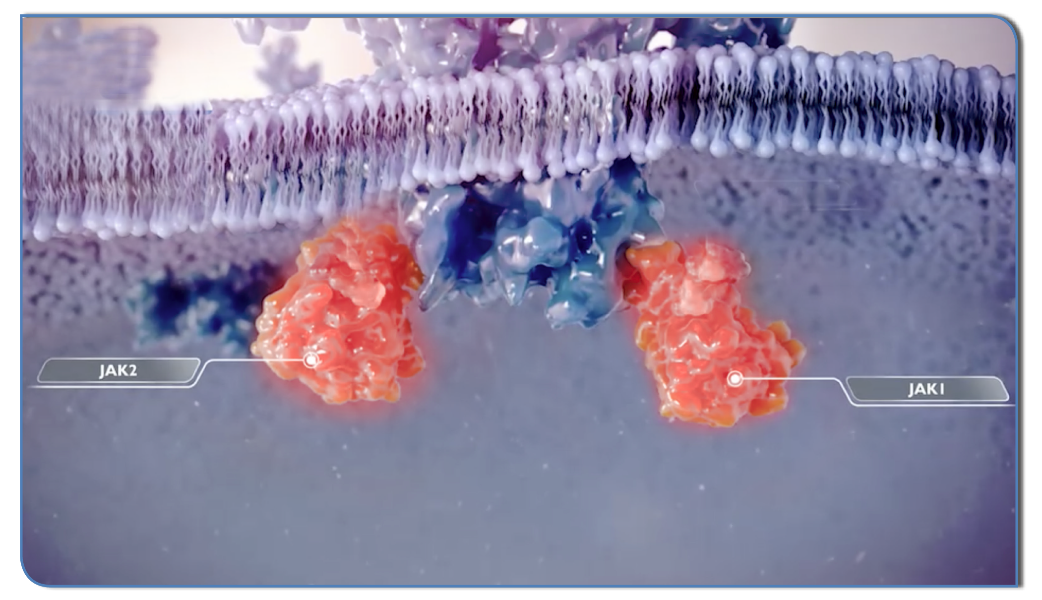 JAK1/JAK2 signalling in GvHD pathogenesis