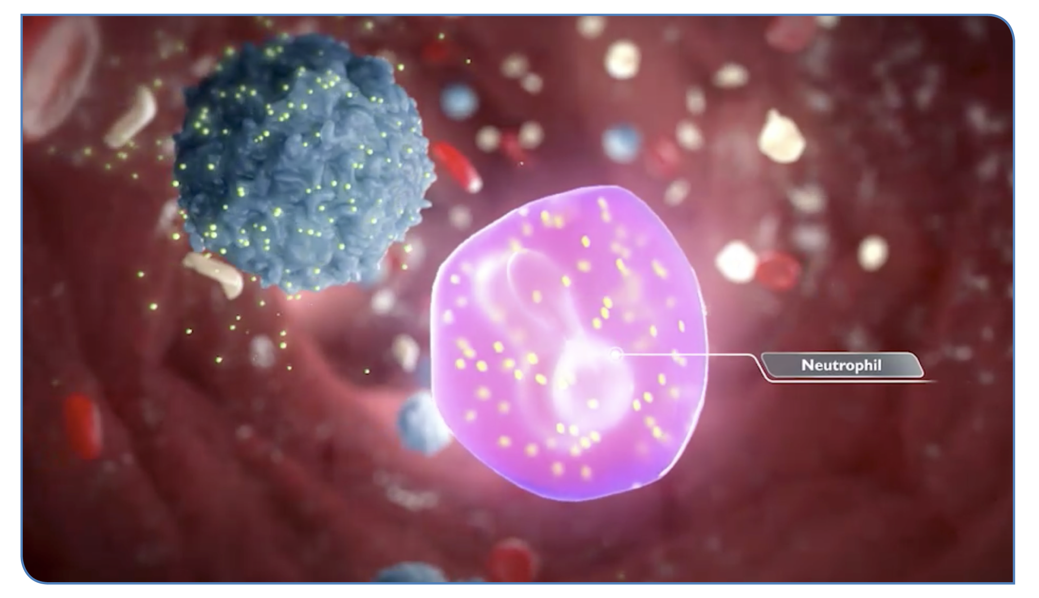 Neutrophil activation in GvHD pathogenesis